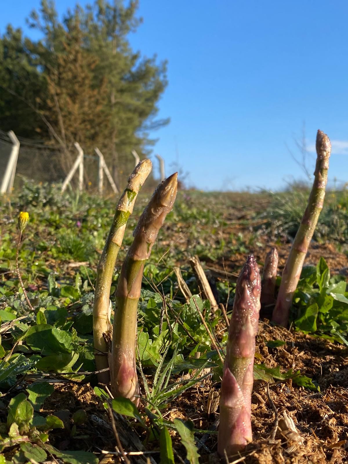 TOPRAĞIN DERİNLİKLERİNDEN GELEN DOĞAL LEZZET